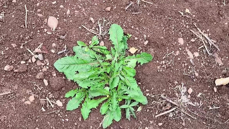 sweethanajapanese: Pisciare figa da dietro una vista incredibile