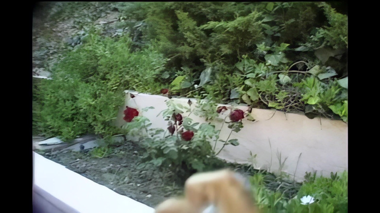 My porn family: Gadis Hitam Hamil Cantik