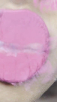 Pink Foxx Giving Kisses