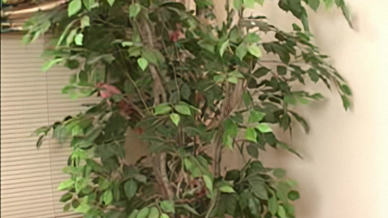 My Porn King: タイのソロ