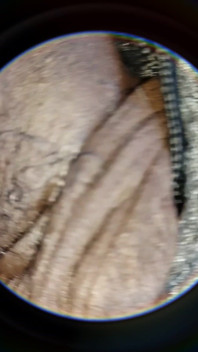 Soft Uncut Black Big Dick Slow Mo
