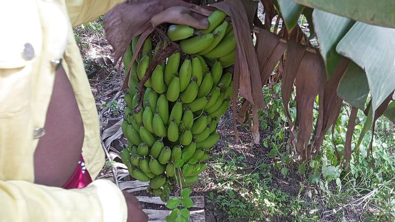 Indian Hijraji: 德西和男孩朋友在香蕉园做爱