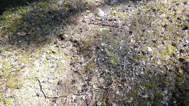 Eronordic: MILF z dużymi piersiami w lesie