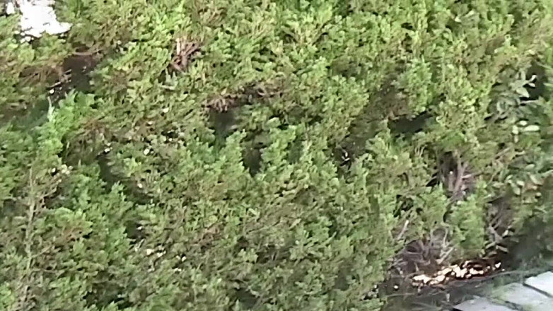 Oldschool X: Petrecerea la piscină se termină cu un orgasm lesbian