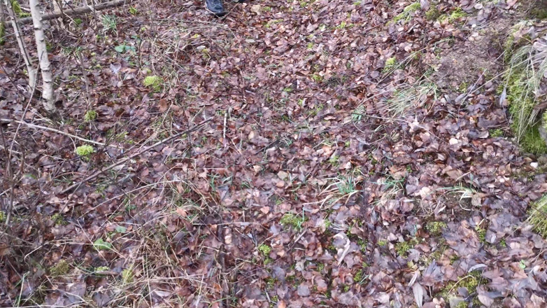 Bouncy Tits Action: Plesnire vagin și țâțe în pădure