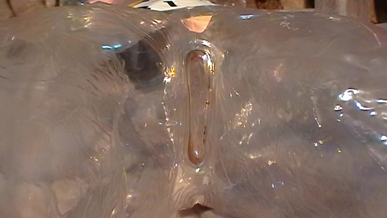 Mark Hannes: クリアドール中出しファックオナニー