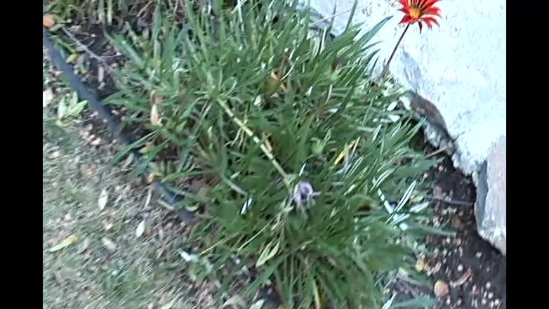 Forte Porno: 巨乳濡れたお尻と最もホットなマンコブルネット最もハードなファックVol 2