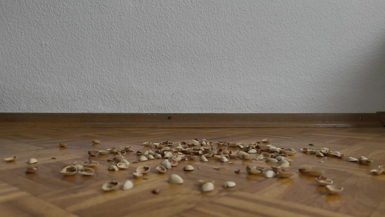 Your QueenXoXo: 130kg Woman Walking on Pistachio Shells - Crunching Sounds