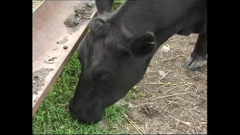 DEUTSCHLAND PORNO TV - our best full movie: Wild Pussy Riders Love Rough Cock Fucking Until They Can’t...