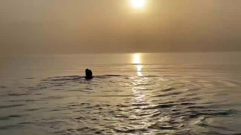 Monika Fox: Monika Fox tạo dáng thẩm mỹ trên biển