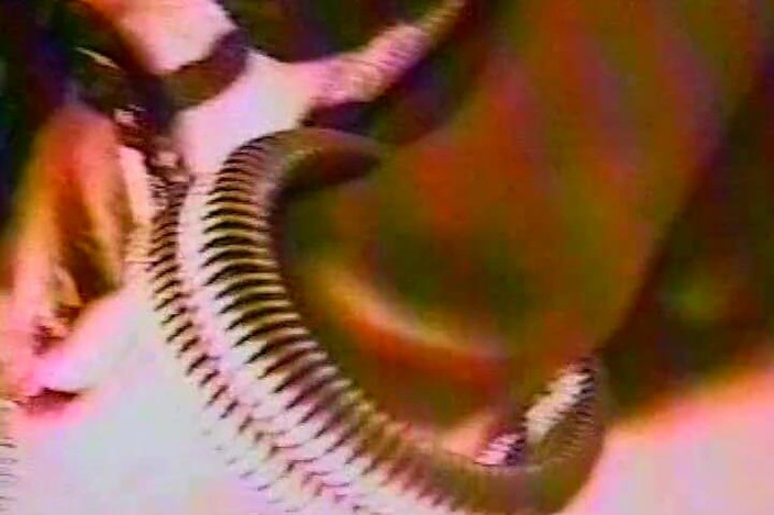 Lovers Of Vintage: Kočička s piercingem, sexy její pysky roztažené