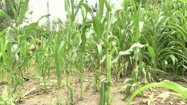 Emma Gold: Lesbians in the corn field
