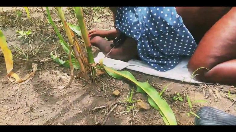 Showkee: Sborrata a pecorina nella fattoria