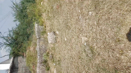 Boom 12: Brug nichey Chudayi buiten dorp seks