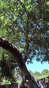 Sherly Girl Fucks on Mallorca