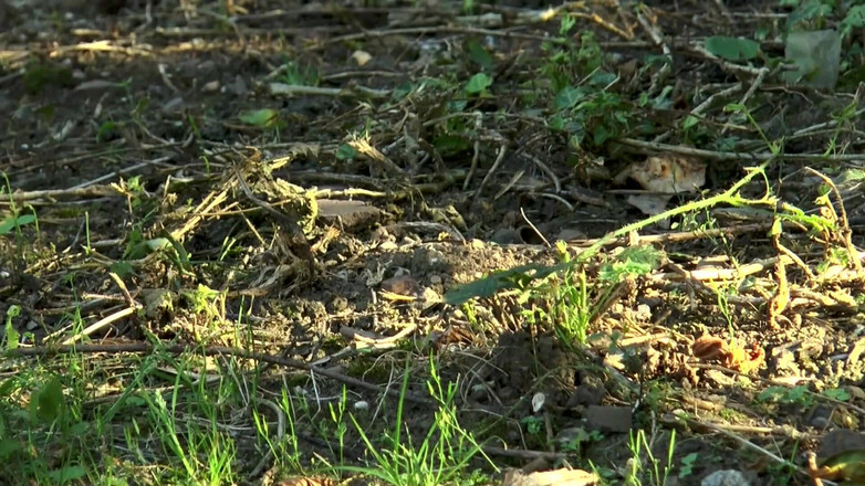 German Full Movies: Futai pervers cu penetrare dublă în lenjerie roșie