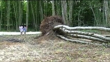 Hard Lesbians: Two matures in the wild join their new friend for...