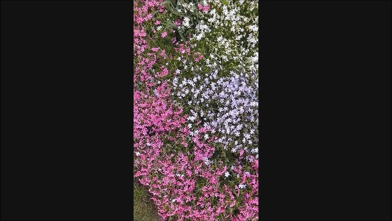 Dom Rod: Taman Semen 1