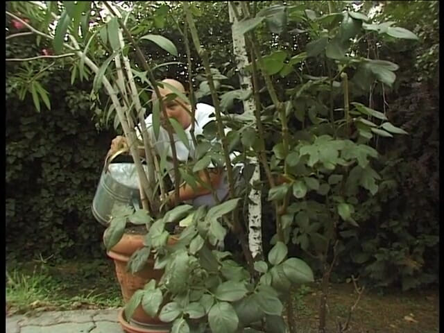 Xfucks: Mature redhead blowing cock in the backyard