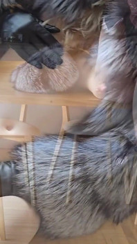 La plus grosse compilation d’voyages de fourrure ! Sexe avec un manteau de fourrure, costume de fourrure, fétiche de la fourrure