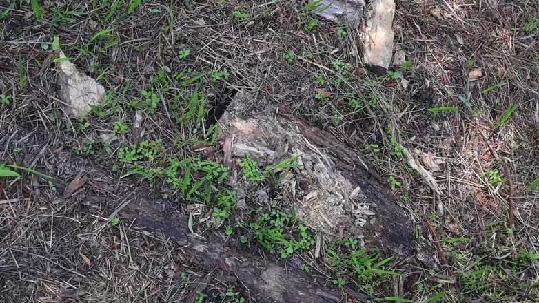 Miss Ellie Roleplay: Bts přírodní procházka a masturbace na trailu