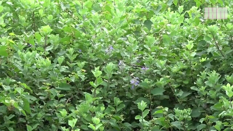 Japanese Hentai Matings: Proibida primavera quente - Shiori, 25 anos, uma mulher casada - 1