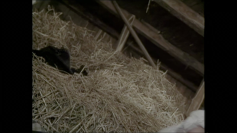 My real dirty life: Alman köylü kız daha fazla keyif almak için iki penis...