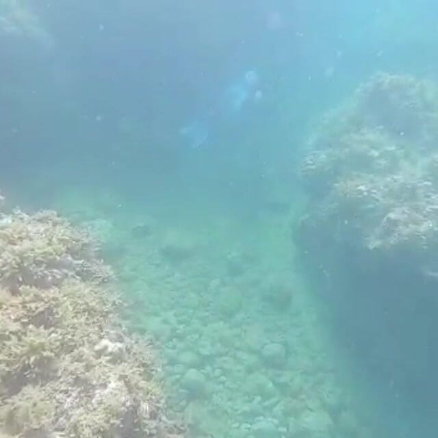 creamberryfairy: Ima Mermaid