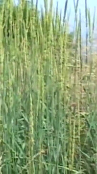 Fawna et Johnny Thrust sucent et baisent, facial