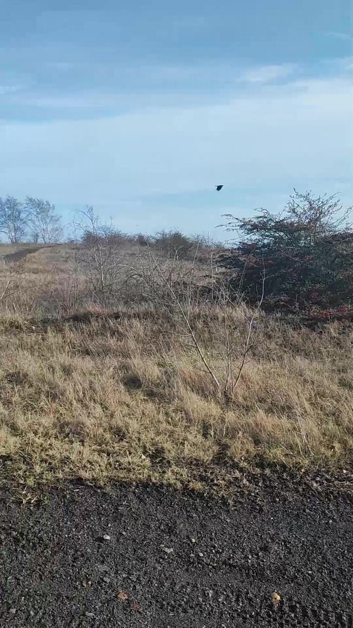 carolobear: Spoiltip дрочить