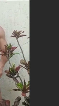 Melakukan panggilan dalam belukar di mana orang boleh melihat saya dari jalan. Itu panas, tepat, gila, dan menyeronokkan