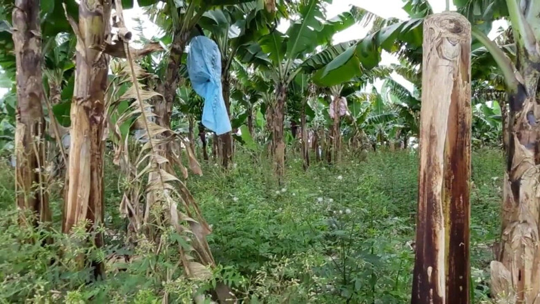 Novinha Insaciavel: naughty farmer made me suck a blowjob and give my...