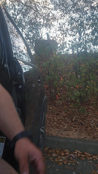 Djk31314: Waffle evinin arkasında