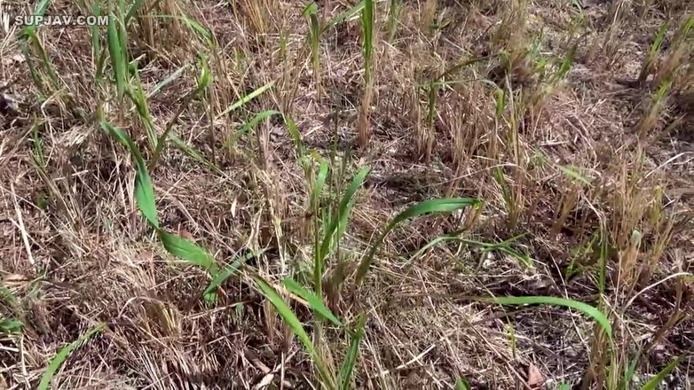 Shameless archives: Asijský anděl 20029