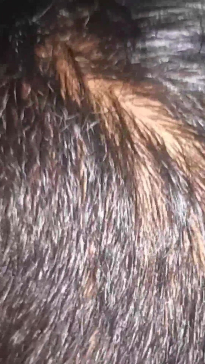 smtshukla: Na Silvestra jsem divoce ošukal svého starého milence v noci...