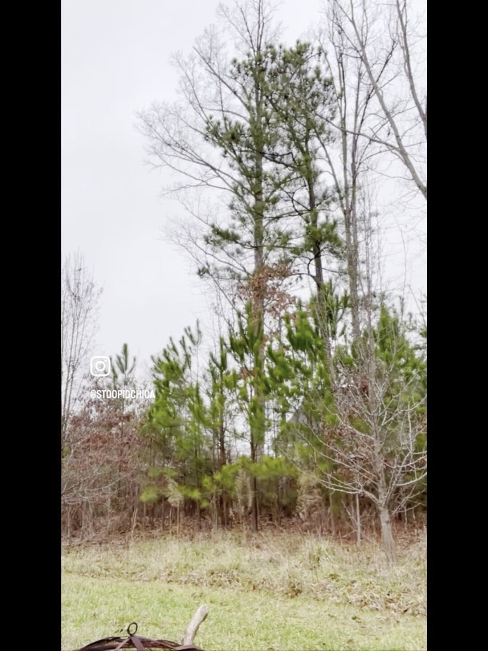 Suzy Wylde: Suzy Wylde é uma criadora que cria arte e itens utilizáveis