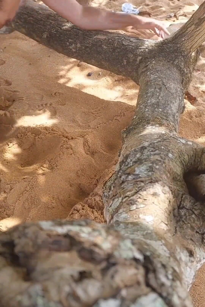 Ladysilvas: Ladysilva nue sur la plage bronzée avec une marque en...