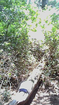 Laten we seks hebben in het bos aan zee - deel 1