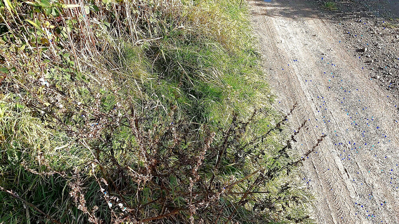 Bouncy Tits Action: Tetas desnudas castigadas bajo el poste de electricidad