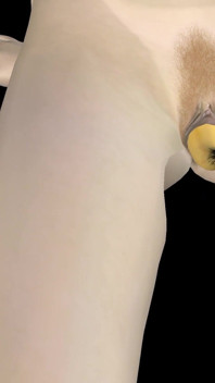 Animierter 3D-porno - sehr schönes mädchen masturbiert mit banane bis zum orgasmus