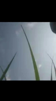 Green Garden Full Sex Video Hasinabegum1234
