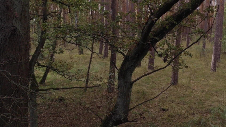 Inquisition and prison world: Fierce Fairy - a Sweet Forest Fairy Is Brought in for...