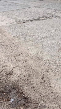 Pig #6 Humiliates Herself in the Forest and Eats Dirt