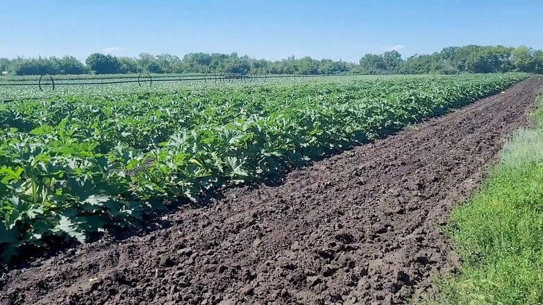 KristinaSlut: 細身の茶髪の女性が大きなズッキーニが育つ畑を見て、困ることなく数本摘み取った