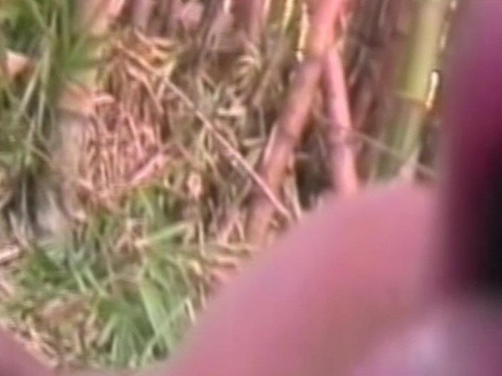 SEXUAL SIN GAY: Latin Cocks Scene-4_latino Gays Like to Fuck in the Countryside...