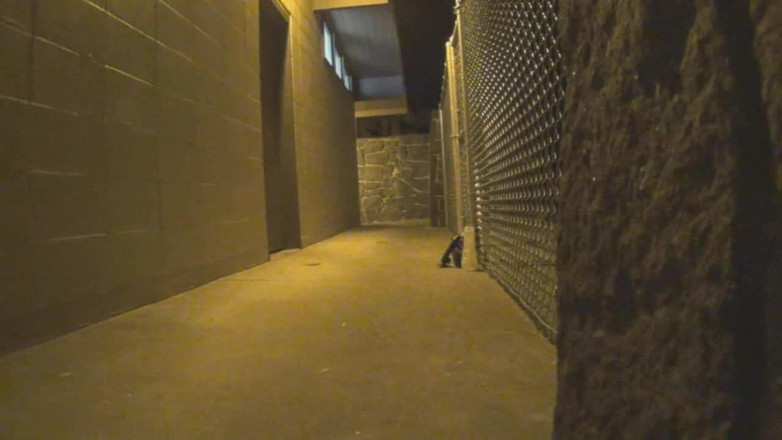 Krissy4U: Fence Suck & Fuck