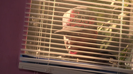 Black Desires: Abang tiri Jon Jon mengongkek adik tiri putih gebu Jenna...