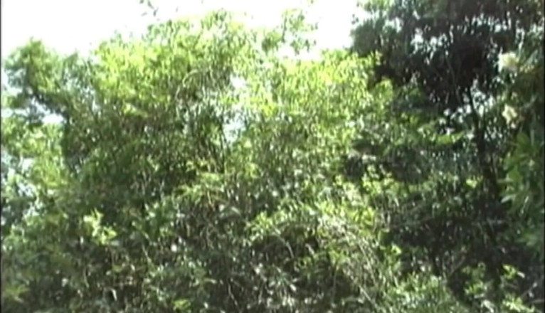 Crunch Boy: Latino fucked by ebony in exhib forest cruising outdoor (Video has...