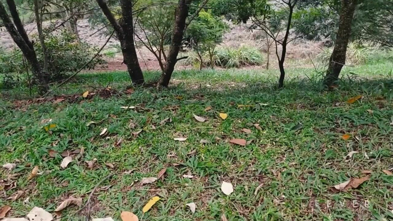 Fever Films: Fucking in a park