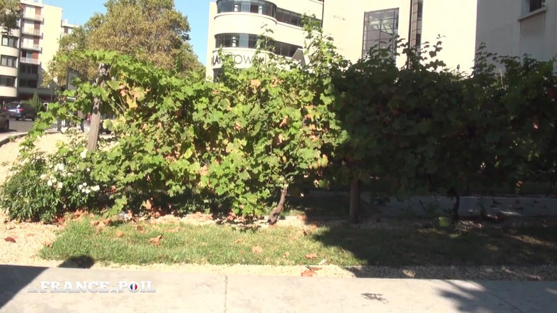 French BDSM: Hübsches junges arabisches teen mit kleinen titten arbeitet am Rathaus...